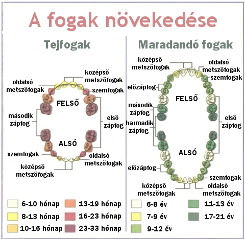 fogak_novekedese.jpg