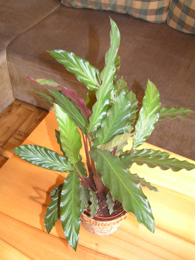 Calathea_Rufibarba.jpg